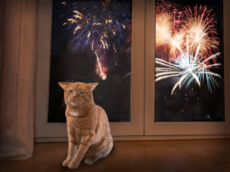 katze feuerwerk boom