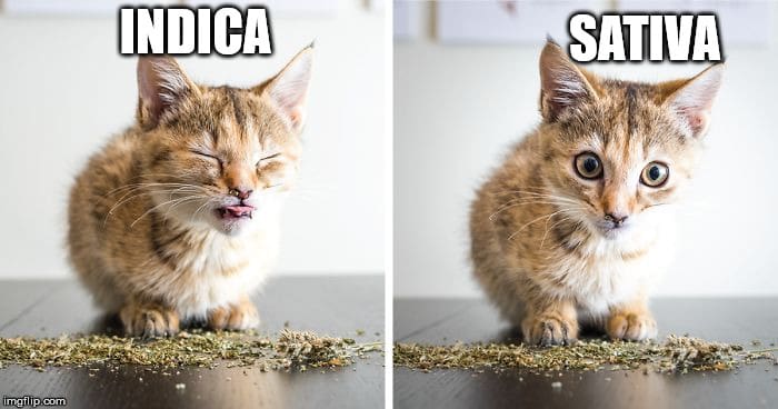 Sativa And Indica Cats