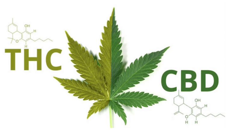 CBD vs. THC: Effects, appearance, uses and more - goodvibe ~ ✓ Swiss CBD online shop CBD vs. THC: Effects, appearance, uses and more - goodvibe ~ ✓ Swiss CBD online shop